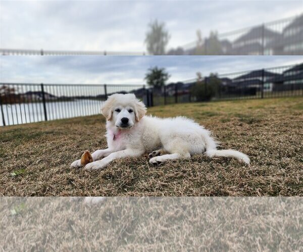 Medium Photo #10 Great Pyrenees Puppy For Sale in Spring, TX, USA