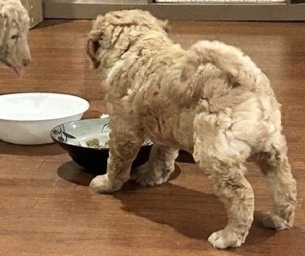 Medium Photo #8 Aussiedoodle Miniature -Poodle (Standard) Mix Puppy For Sale in COLLINSVILLE, MS, USA