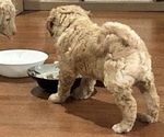 Litter of 2 - Male(s) and Female(s) Aussiedoodle Miniature -Poodle (Standard) MixLitter of Puppies for Sale - Photo #8