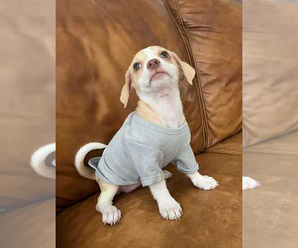 Medium Photo #2 American Pit Bull Terrier-Chihuahua Mix Puppy For Sale in Springdale, PA, USA