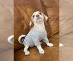 Small #1 American Pit Bull Terrier-Chihuahua Mix