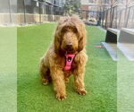 Small #1 Goldendoodle