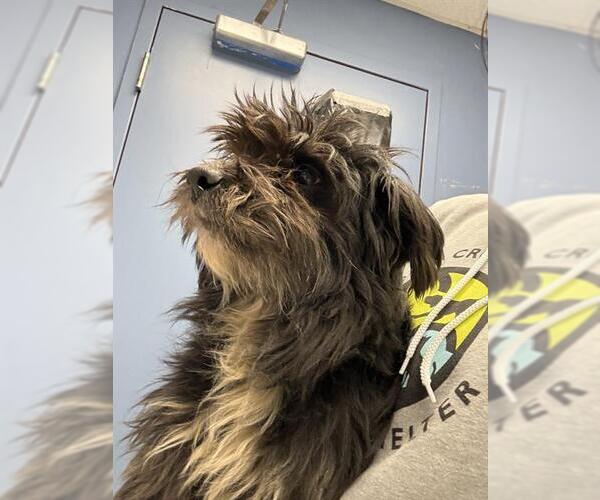 Medium Photo #1 Lhasa Apso-Unknown Mix Puppy For Sale in Santa Cruz, CA, USA