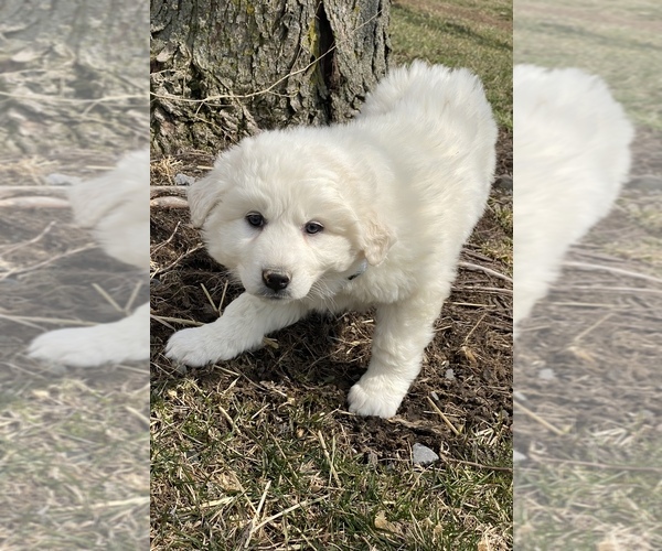 Medium Photo #3 Great Pyrenees Puppy For Sale in CANOGA, NY, USA