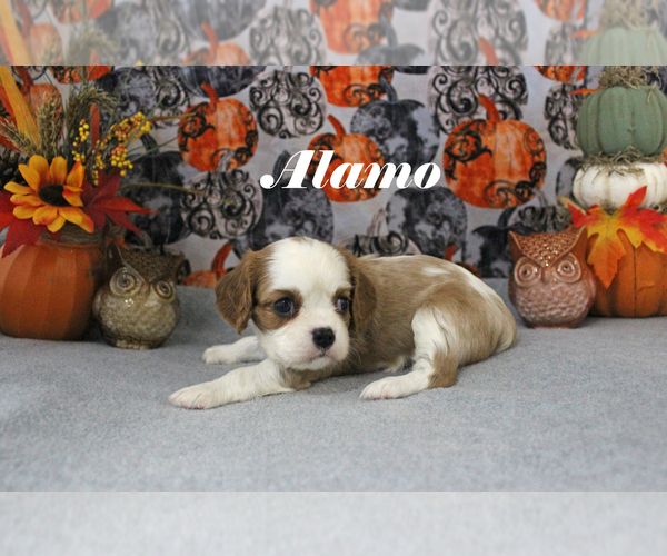 Medium Photo #12 Cavalier King Charles Spaniel Puppy For Sale in CHANUTE, KS, USA