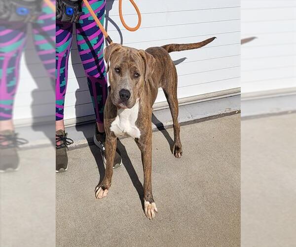 Medium Photo #1 American Pit Bull Terrier Puppy For Sale in Louisville, KY, USA