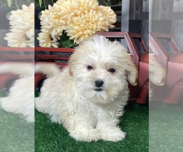 Medium Photo #2 Zuchon Puppy For Sale in CANOGA, NY, USA