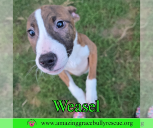 Jack-Rat Terrier Dogs for adoption in Pensacola, FL, USA