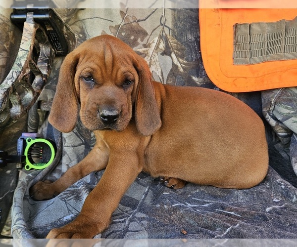 Medium Photo #1 Redbone Coonhound Puppy For Sale in DENVER, PA, USA