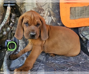 Medium Redbone Coonhound