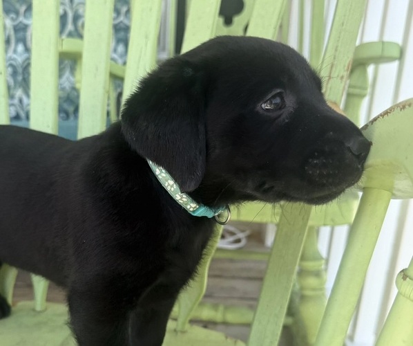 Medium Photo #13 Labrador Retriever Puppy For Sale in SPOTSYLVANIA, VA, USA