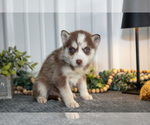 Small #2 Siberian Husky