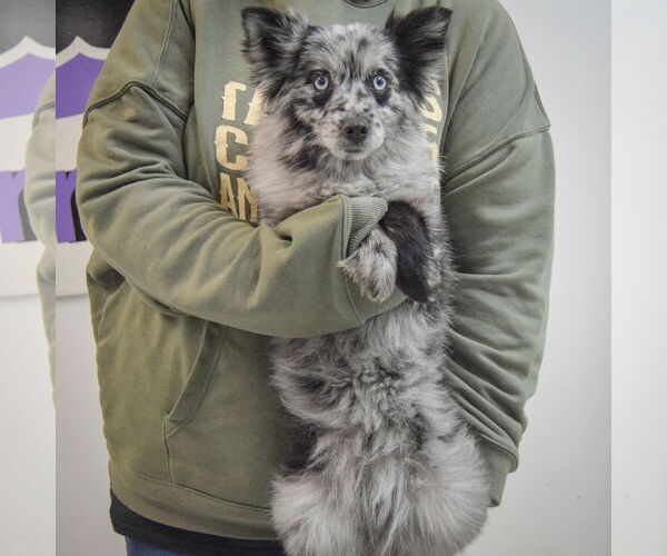 Medium Photo #4 Pomeranian-pomeranian spitz Mix Puppy For Sale in Huntley, IL, USA