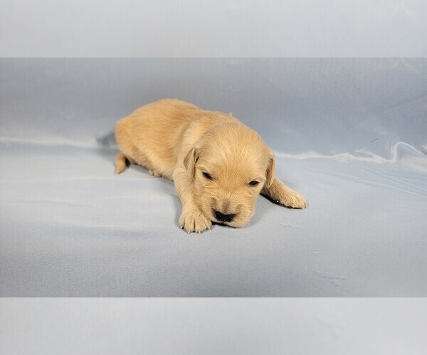Medium Photo #2 Golden Retriever Puppy For Sale in BLACK FOREST, CO, USA
