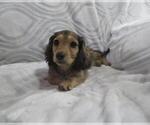 Small #1 Dachshund