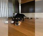 Small #2 Mutt