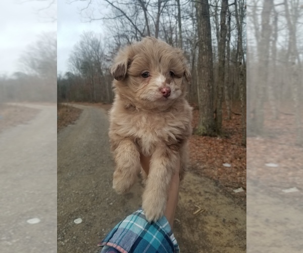 Medium Photo #4 Aussiedoodle Miniature -Poodle (Toy) Mix Puppy For Sale in MCMINNVILLE, TN, USA