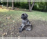 Puppy Brin Mastiff