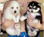 Small Photo #14 Pomsky-Siberian Husky Mix Puppy For Sale in WINDERMERE, FL, USA