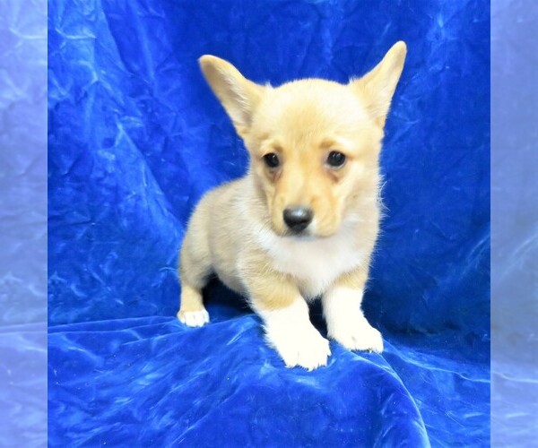 Medium Photo #1 Pembroke Welsh Corgi Puppy For Sale in NORWOOD, MO, USA