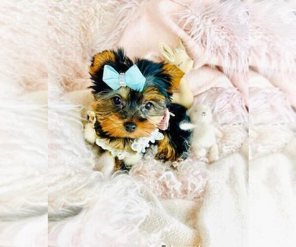 Medium Photo #10 Yorkshire Terrier Puppy For Sale in BOCA RATON, FL, USA