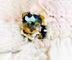 Small #9 Yorkshire Terrier