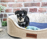 Small #2 Schnauzer (Miniature)