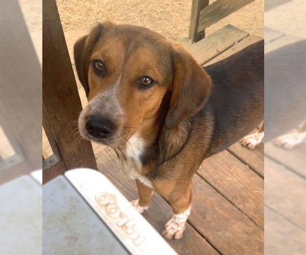 Medium Photo #4 Beagle-Unknown Mix Puppy For Sale in Wetumpka, AL, USA