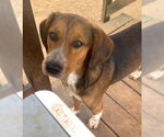 Small #3 Beagle Mix
