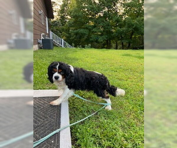 Medium Photo #3 Cavalier King Charles Spaniel-Unknown Mix Puppy For Sale in Brooklyn Center, MN, USA