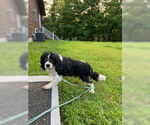 Small #2 Cavalier King Charles Spaniel Mix