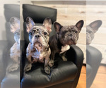Small Photo #1 French Bulldog Puppy For Sale in GLENWOOD, NJ, USA