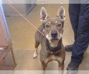 German Shepherd Dog-Unknown Mix Dogs for adoption in Sacramento, CA, USA