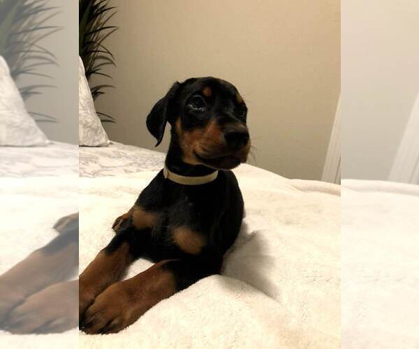Medium Photo #5 Doberman Pinscher Puppy For Sale in EDGEWOOD, NM, USA