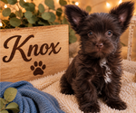 Puppy Knox Yorkshire Terrier
