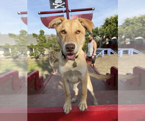 Siberian Husky-Unknown Mix Dogs for adoption in Seal Beach, CA, USA