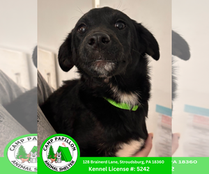 Mutt Dogs for adoption in Stroudsburg, PA, USA