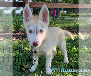 Siberian Husky Puppy for sale in NEW PORT RICHEY, FL, USA