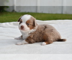 Small #4 Miniature Australian Shepherd