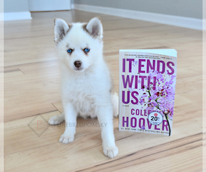 Pomsky Puppy for sale in KANSAS CITY, MO, USA