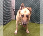 Small German Shepherd Dog