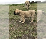 Small Photo #21 Anatolian Shepherd Puppy For Sale in ROBSTOWN, TX, USA