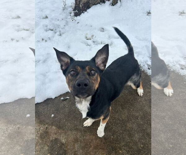 Medium Photo #1 Mutt Puppy For Sale in Germantown, OH, USA