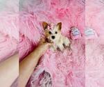 Small #1 Yorkshire Terrier