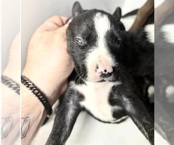 Medium Photo #1 Mutt Puppy For Sale in Houston, TX, USA