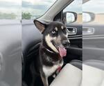 Small #2 Siberian Husky Mix