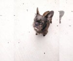 Small #2 French Tzu