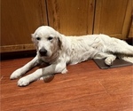 Small Photo #1 Golden Retriever Puppy For Sale in BENNINGTON, NE, USA