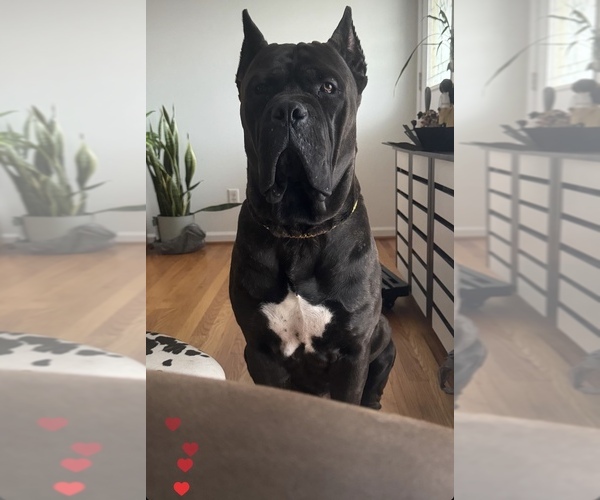 Medium Photo #1 Cane Corso Puppy For Sale in CHATTANOOGA, TN, USA
