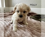 Puppy POLLY Zuchon